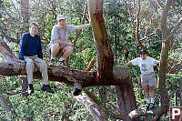 Guys in Trees