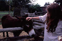 Petting The Donkey