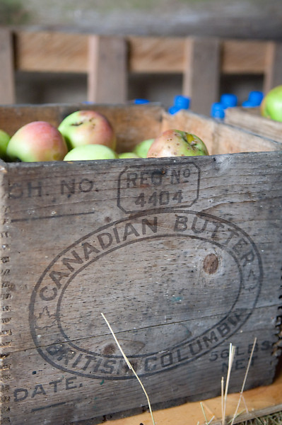 Canadian Butter Apples
