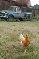 Chicken With Old Truck
