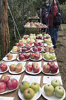 Apple Display At Salt Spring Apple Company