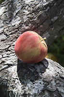 Apple On Tree Trunk