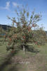 Apple Tree At Indolent Poultry