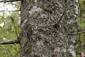 Brown Creeper