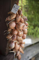 String Of Onions For Sale