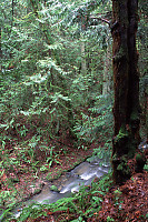 Creek and Tree