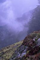 Foggy Trees