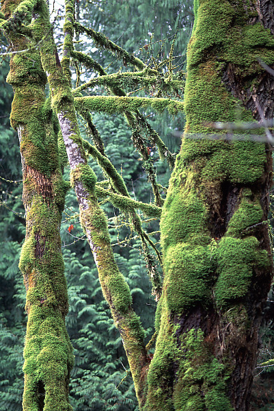 Moss on Trees