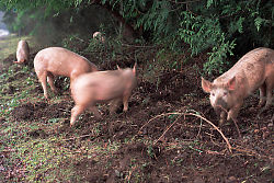 Pigs Rooting at Roadside