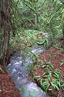 S Bend on Duck Creek with Ferns