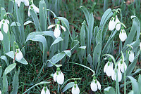 White Bells in Yard