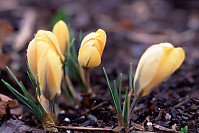 Yellow Crocus in Yard