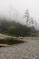 Beach Side Pool And Foggy Trees