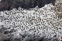 Colony Of Cormorants