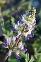 Lupin On The Beach