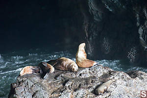 Sea Lions On Island