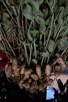 Peanuts with the Leaves