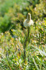 common beargrass, bear grass