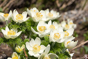 Bouquet Of Western Anemone