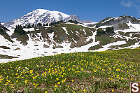 Field Of Glacier Lilies