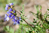 Jacobs Ladder