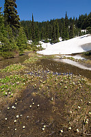 Marigolds In Stream