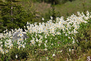 Patch Of Avalanche Lilies