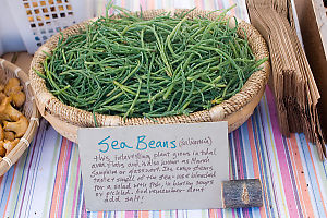 Sea Beans