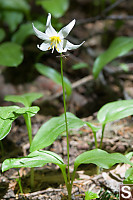 Single Avalanche Lily