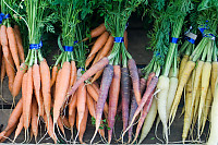 Variety Of Carrots