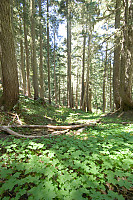 Wide Forest Shot