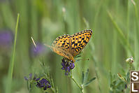 Mormon Fritillary On Alfalfa