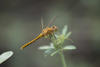 White-faced Meadowhawk