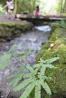 Maidenhair Fern Creekside