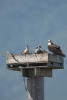Osprey Family On Nest