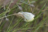 Cabbage Whites Mating On Seed Head