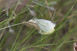 Cabbage Whites Mating On Seed Head