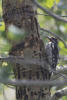 Red-naped Sapsucker