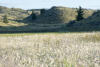 foxtail barley