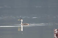 Western Grebe Adult