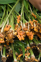 Orange Ginger Root