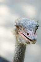 Ostrich