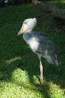 Shoebill