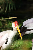 Yellow Billed Stork