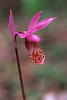 Fairy-Slipper Orchid