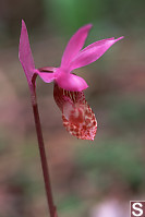 Fairy Slipper - Calypso bulbosa