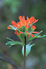 Giant Red Indian Paintbrush