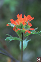 Common Red Paintbrush - Castilleja miniata