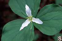 Western Trillium - Trillium ovatum