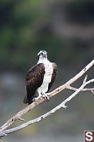 Adult Osprey In Tree